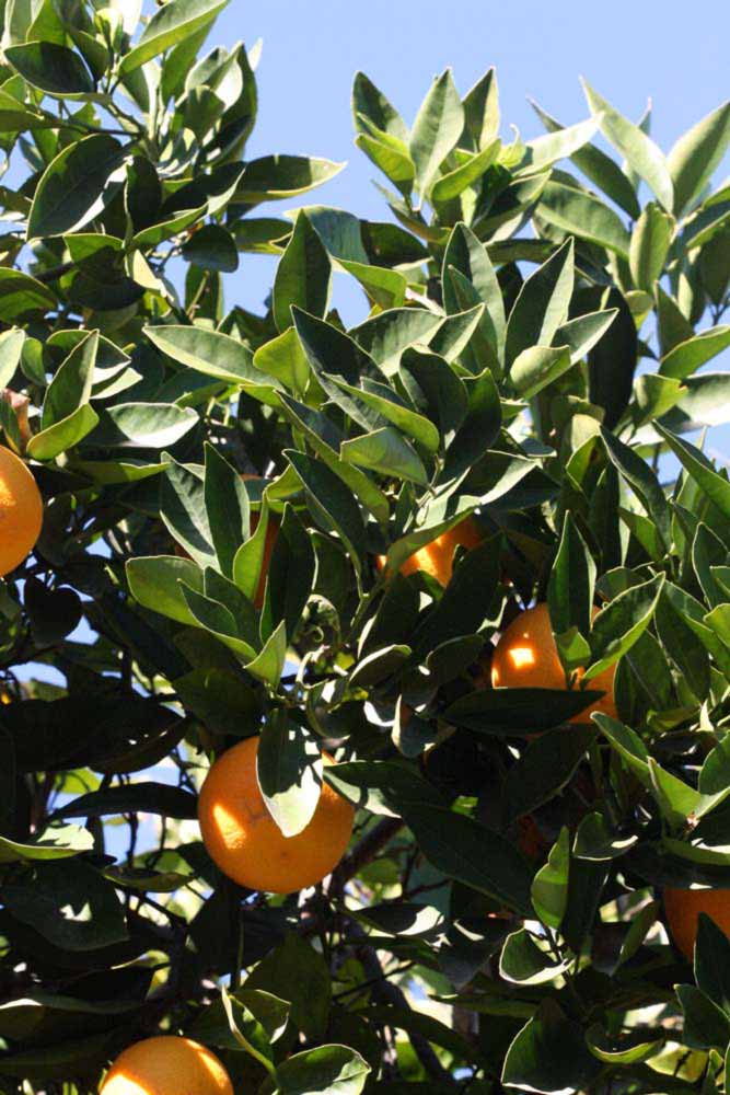            Sun leaves (Riverside, CA)   